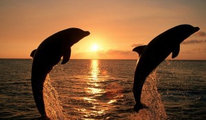 dolphin-and-sunset